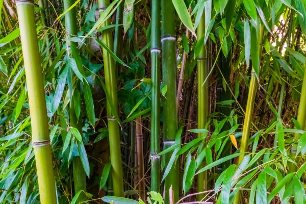Cost of Bamboo Trimming in Powell
