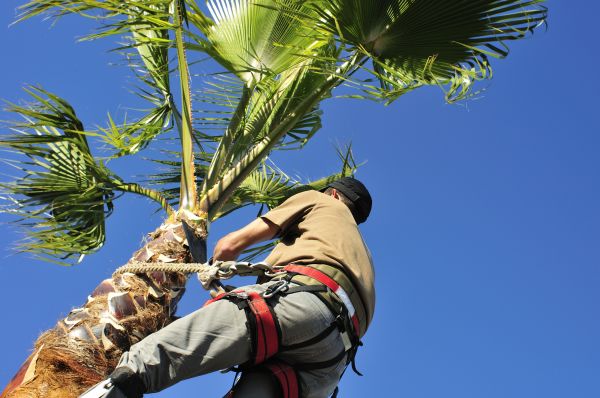 Cost of Palm Tree Trimming in Powell