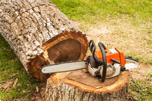 Cost of Tree Cutting Service in Powell