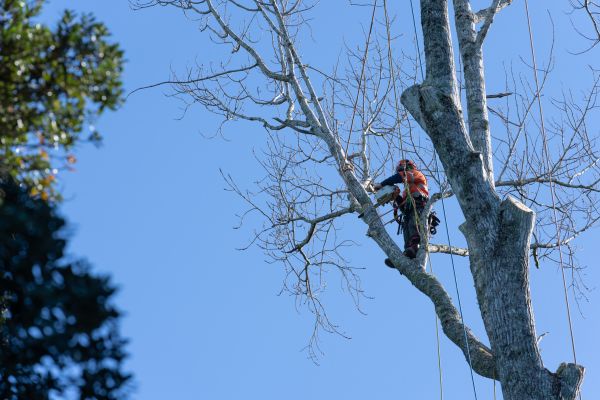Cost of Tree Topping Service in Powell