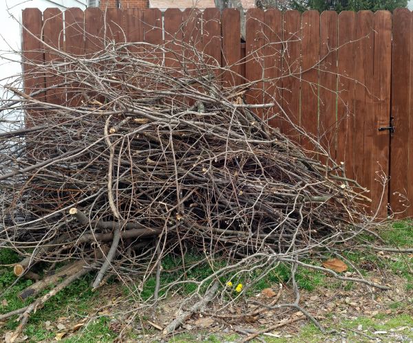 Cost of Dead Branch Removal in Powell