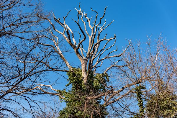 Cost of Deadwood Removal in Powell