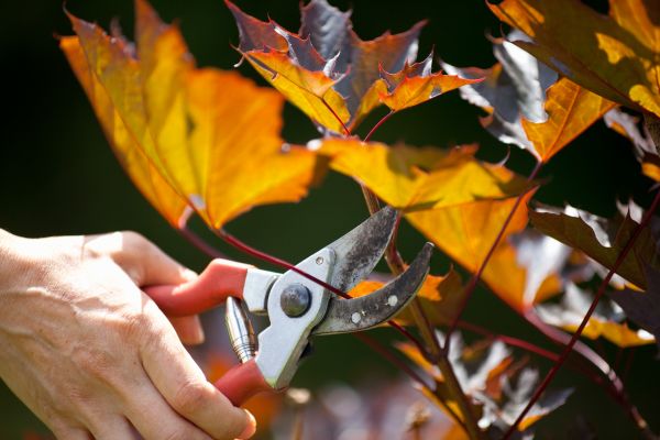 Cost of Maple Tree Pruning in Powell