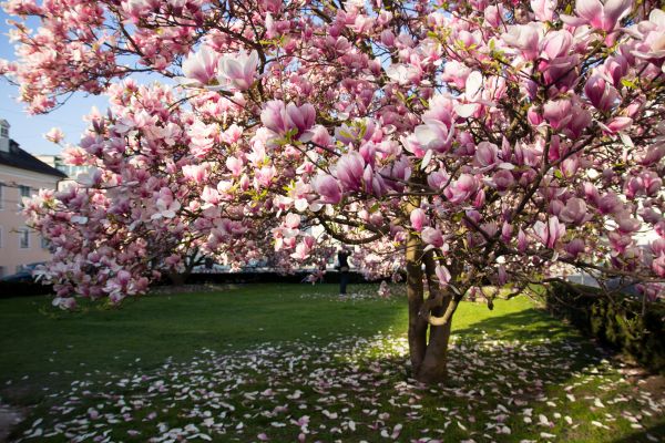 Cost of Magnolia Tree Pruning in Powell
