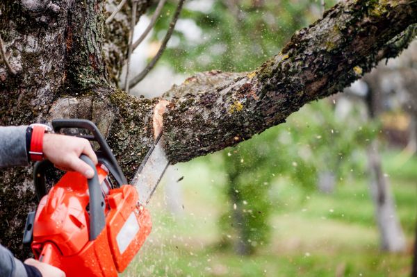 Cost of Tree Limbs Removal in Powell