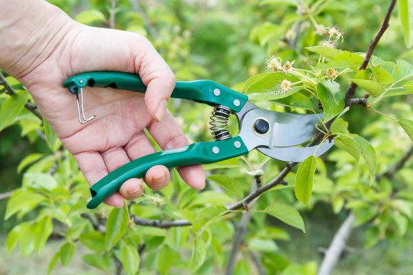 Cost of Pear Tree Pruning in Powell