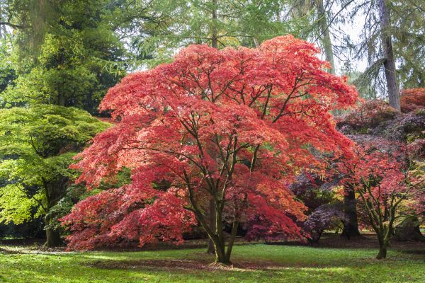 Cost of Japanese Maple Pruning in Powell