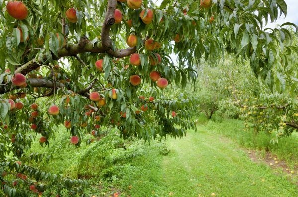 Cost of Peach Tree Pruning in Powell