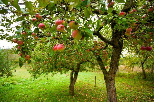 Cost of Apple Tree Pruning in Powell