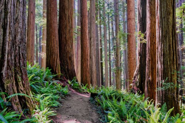 Cost of Redwood Tree Trimming in Powell