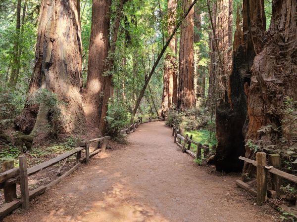 Cost of Redwood Tree Pruning in Powell