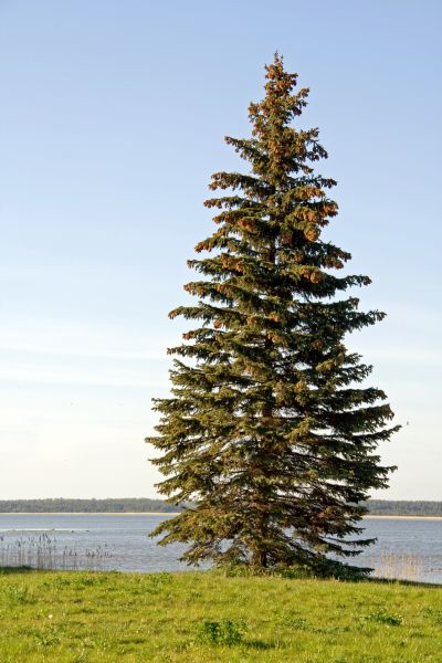 Cost of Spruce Tree Pruning in Powell