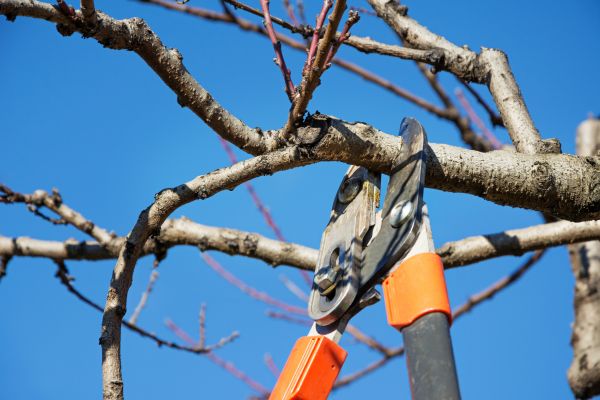 Cost of Peach Tree Trimming in Powell