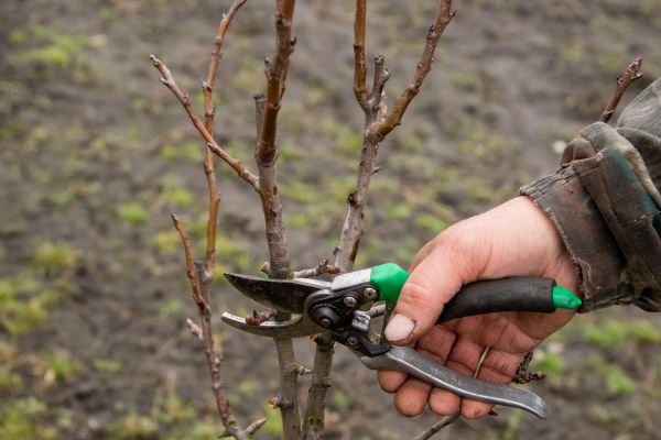 Cost of Pear Trees Pruning in Powell