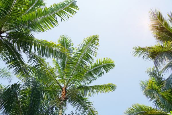 Cost of Queen Palm Tree Trimming in Powell
