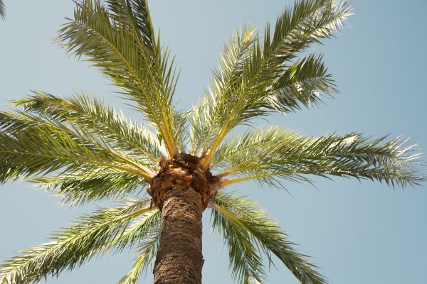 Cost of Queen Palm Pruning in Powell