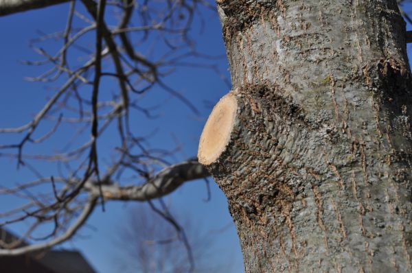 Cost of Limb Pruning in Powell