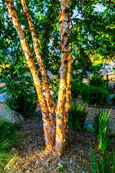 Cost of River Birch Trimming in Powell