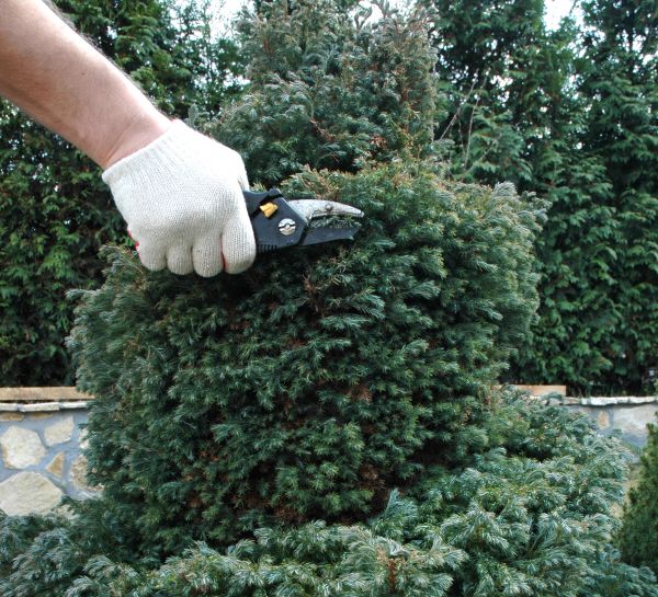 Cost of Ornamental Tree Trimming in Powell