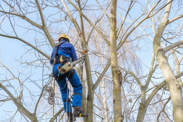 Cost of Large Tree Trimming in Powell