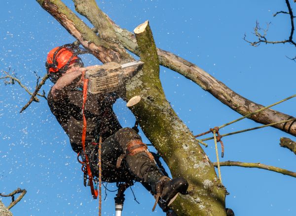 Cost of Tree Trimming Service in Powell