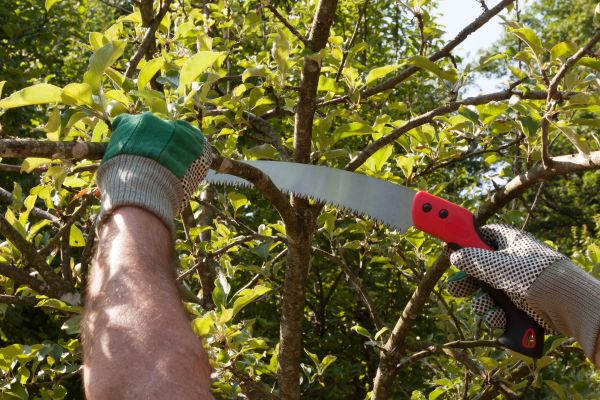 Cost of Apple Tree Trimming in Powell