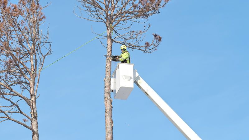 Large Tree Being Lifted
