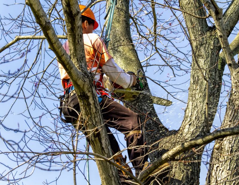 Residential Tree Service detail
