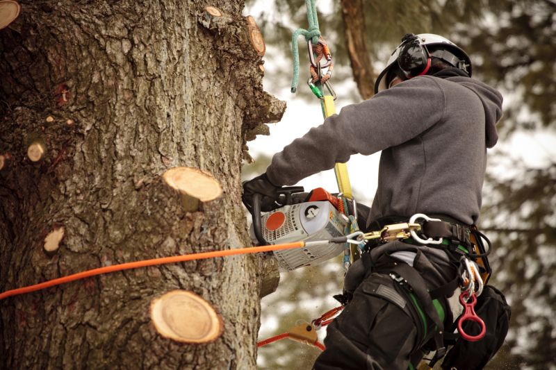 Expert Arborist at Work