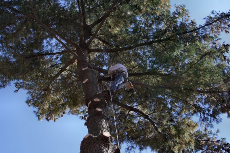 Arborists in Powell